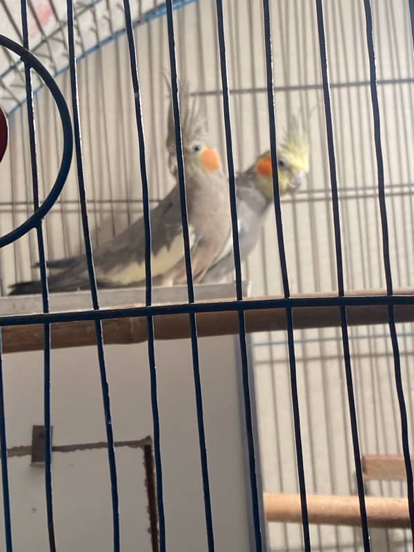 Cocktail Breeder Pair for Sale 0