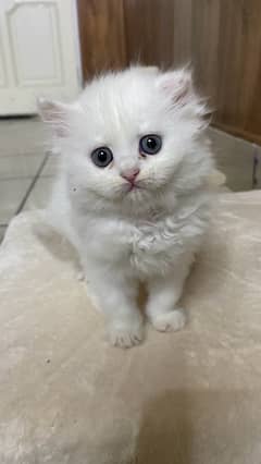 Semi punch kitten