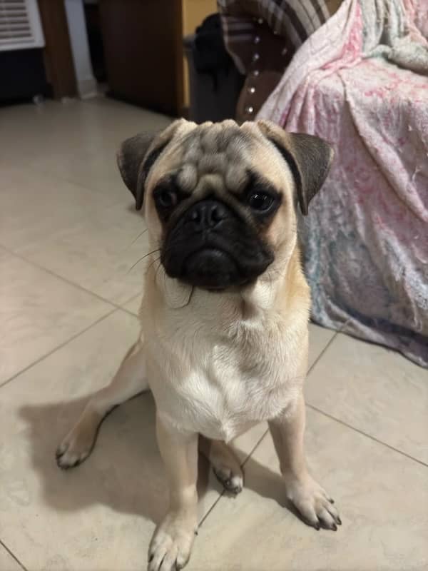 Pugs puppies for sale 7 months old 0