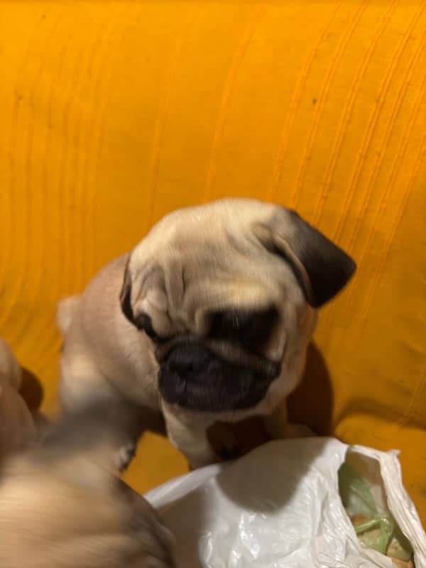 Pugs puppies for sale 7 months old 1