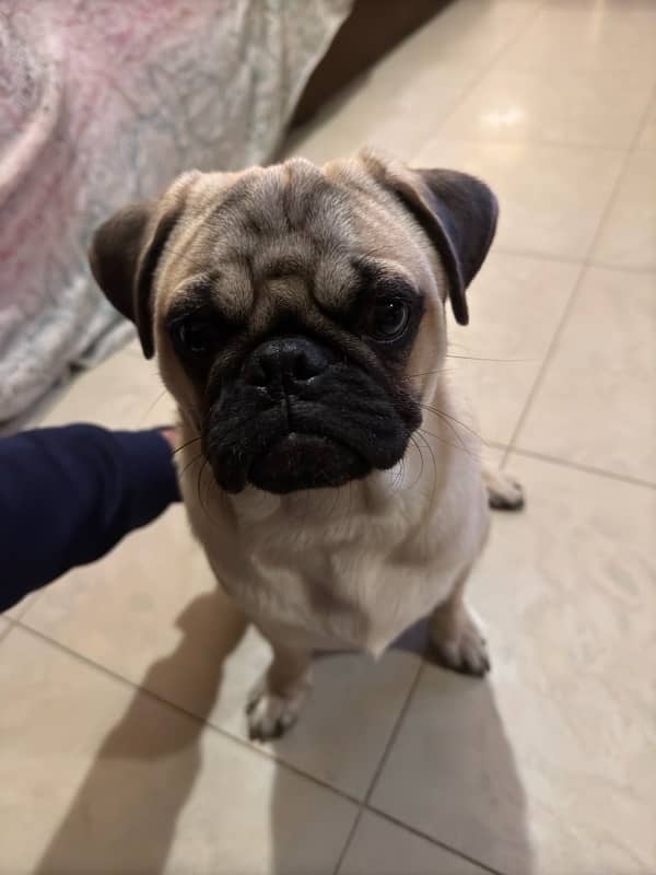 Pugs puppies for sale 7 months old 2