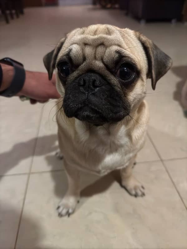 Pugs puppies for sale 7 months old 3