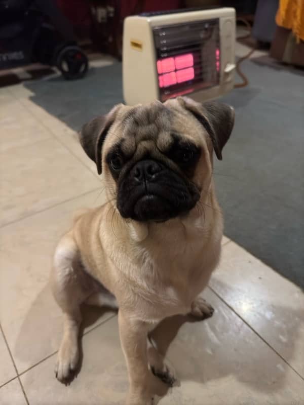 Pugs puppies for sale 7 months old 4