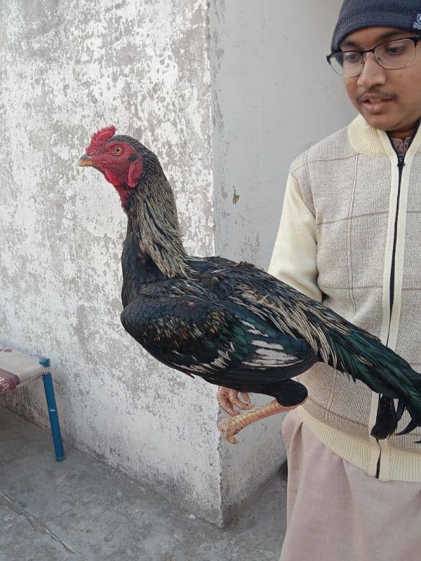 aseel mianwali hen 0