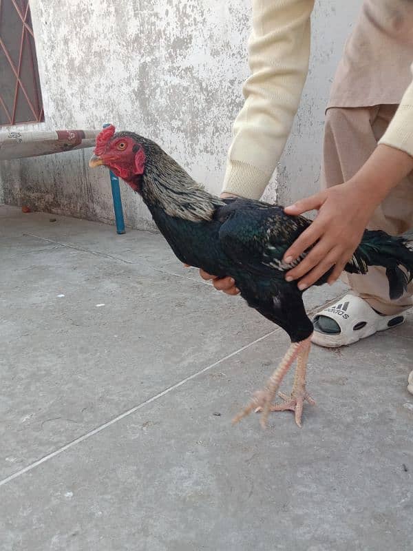 aseel mianwali hen 2