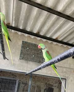 Raw/ green parrots available for sale [ Location sialkot]