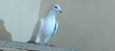 all setup for sale breedar pair garenti Waly