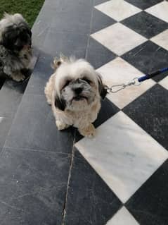 Breed Shih tzu