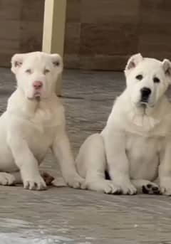 Alabai dog | King Alabai pair / imported breed Alabai dog