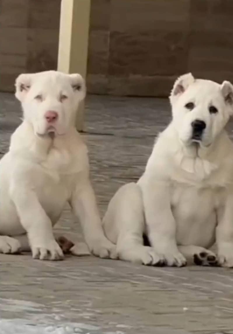 Alabai dog | King Alabai pair / imported breed Alabai dog 0