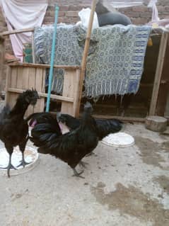 Ayam Cemani Grey tongue  ایام سیمانی