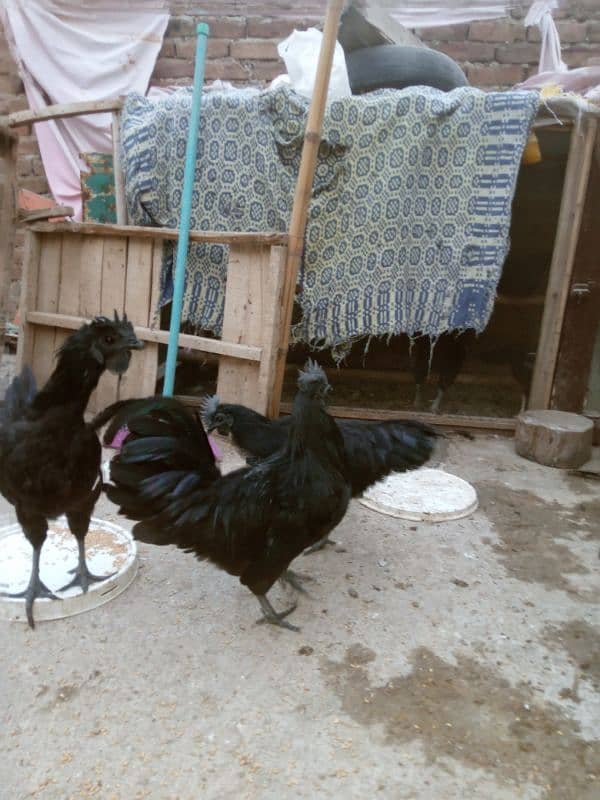 Ayam Cemani Grey tongue  ایام سیمانی 0