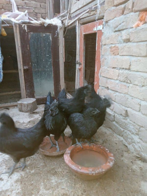 Ayam Cemani Grey tongue  ایام سیمانی 1