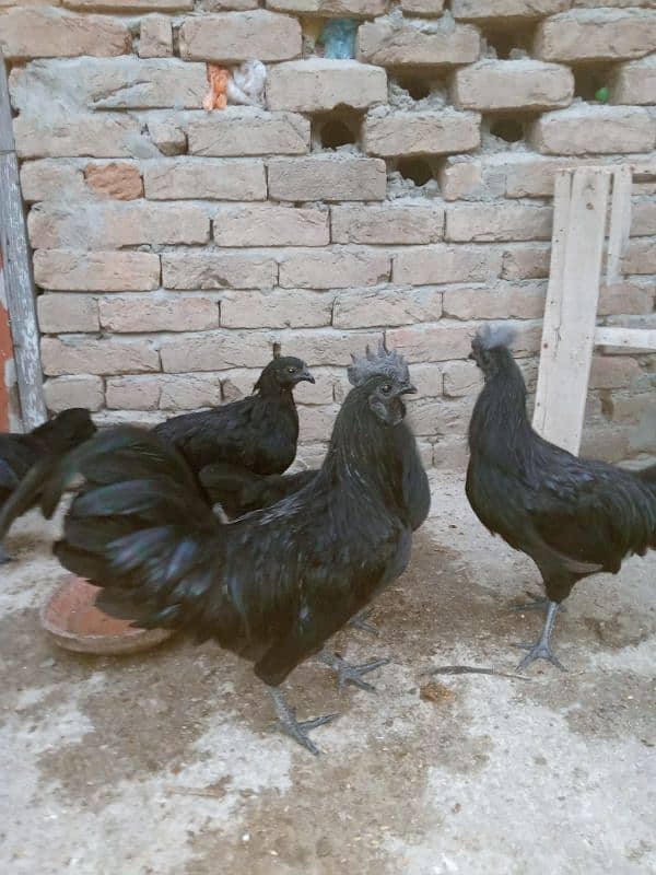 Ayam Cemani Grey tongue  ایام سیمانی 2