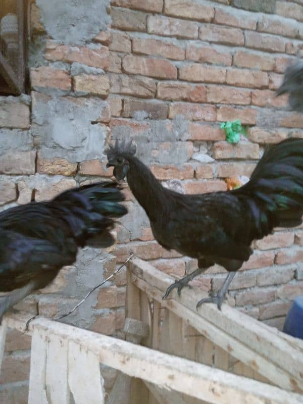 Ayam Cemani Grey tongue  ایام سیمانی 3