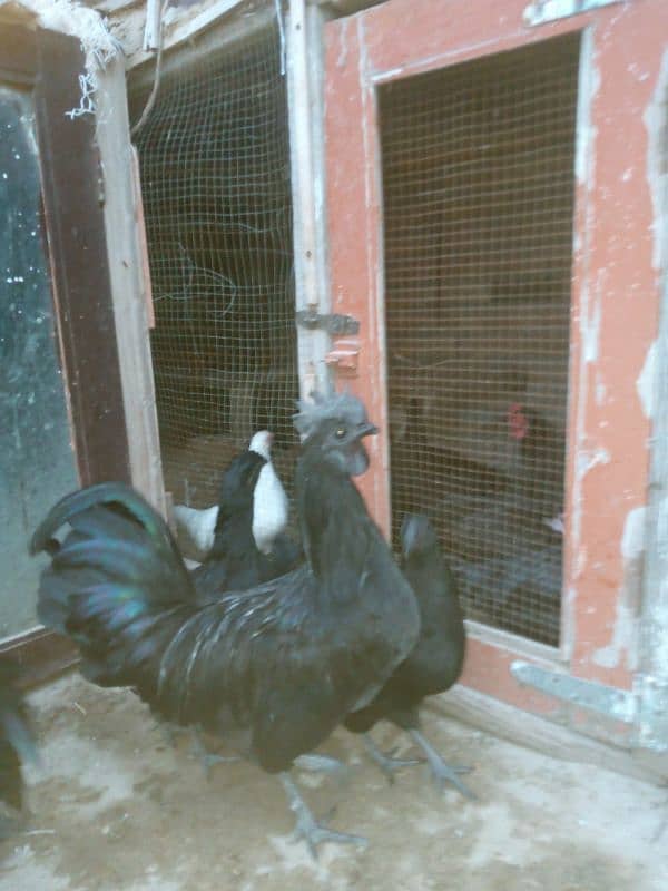 Ayam Cemani Grey tongue  ایام سیمانی 4