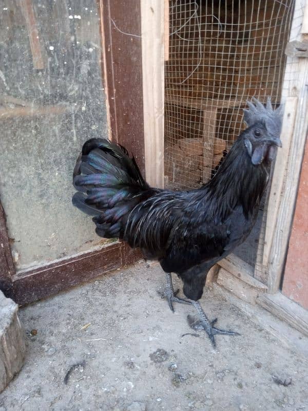 Ayam Cemani Grey tongue  ایام سیمانی 5