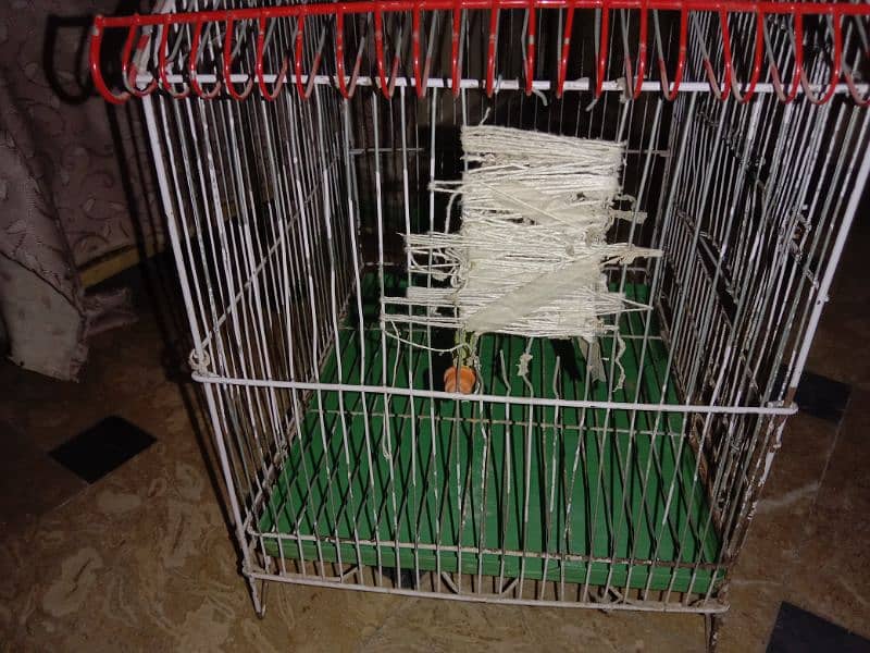 Bird's Cage 3