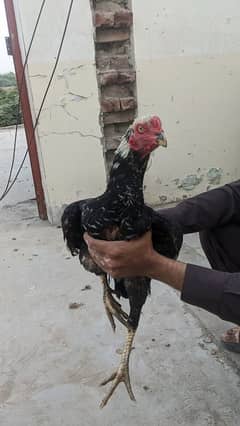 Aseel hens and roosters