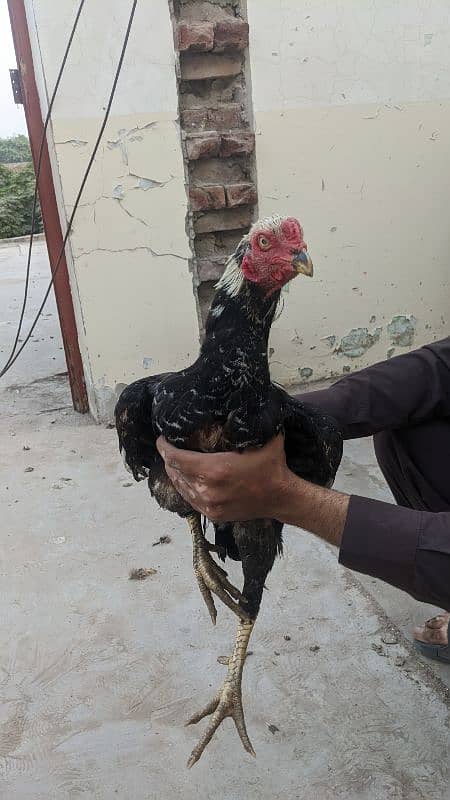 Aseel hens and roosters 0