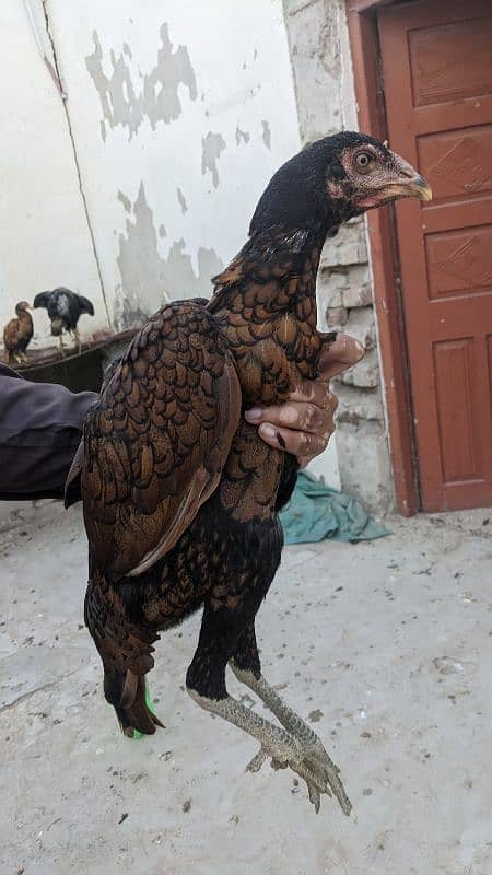 Aseel hens and roosters 1