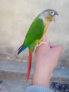 Hand tamed + flytamed yellow sided red factor conure cargo possible