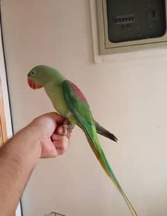 raw parrot for sale 4 month age my WhatsApp number 03267483108