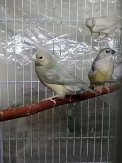 blue Gouldian Finch chicks