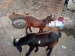 2 goats bakray for sale 03155253401