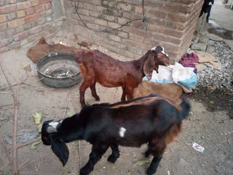 2 goats bakray for sale 03155253401 0