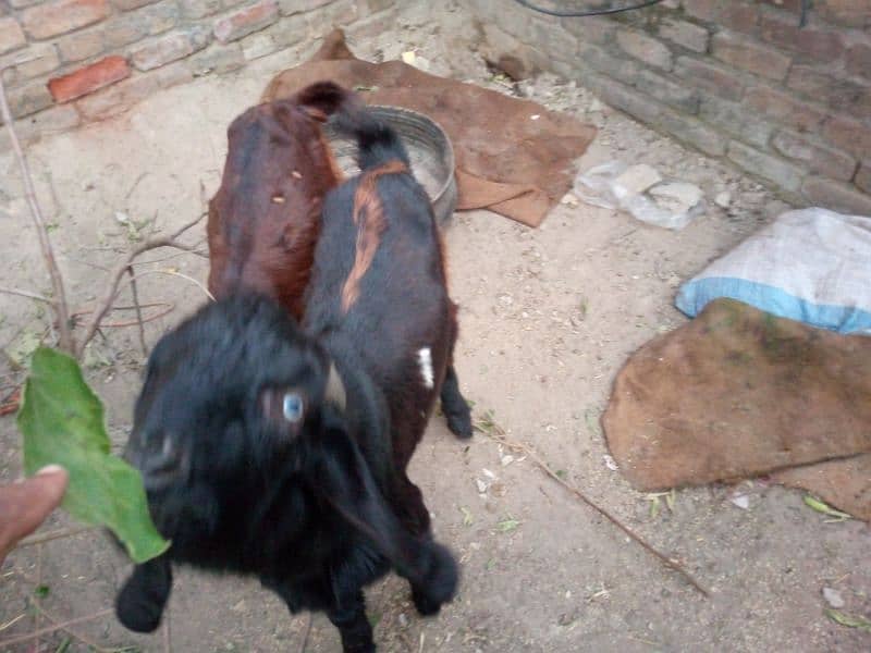 2 goats bakray for sale 03155253401 1