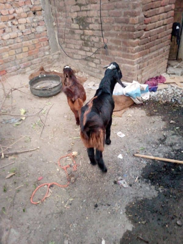 2 goats bakray for sale 03155253401 2