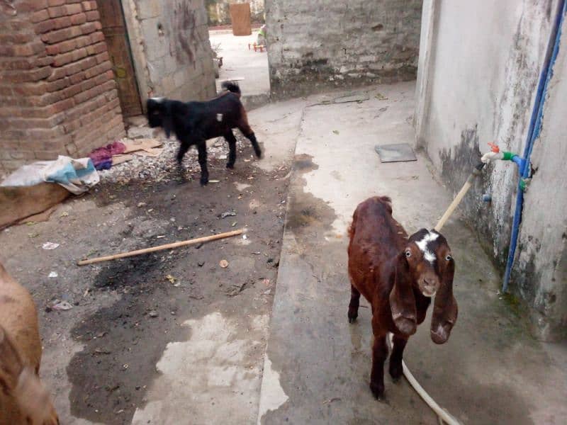 2 goats bakray for sale 03155253401 3