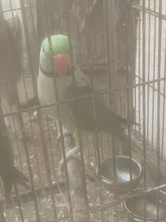 Raw parrots male for sale