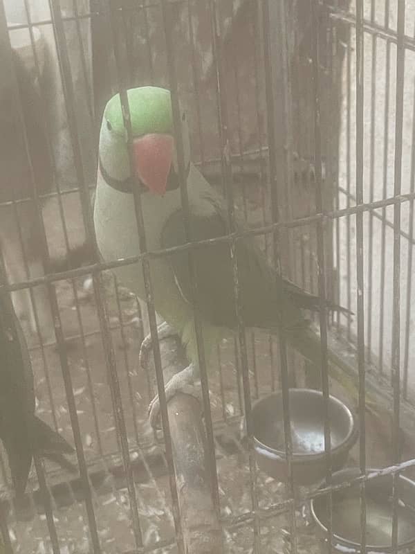 Raw parrots male for sale 0