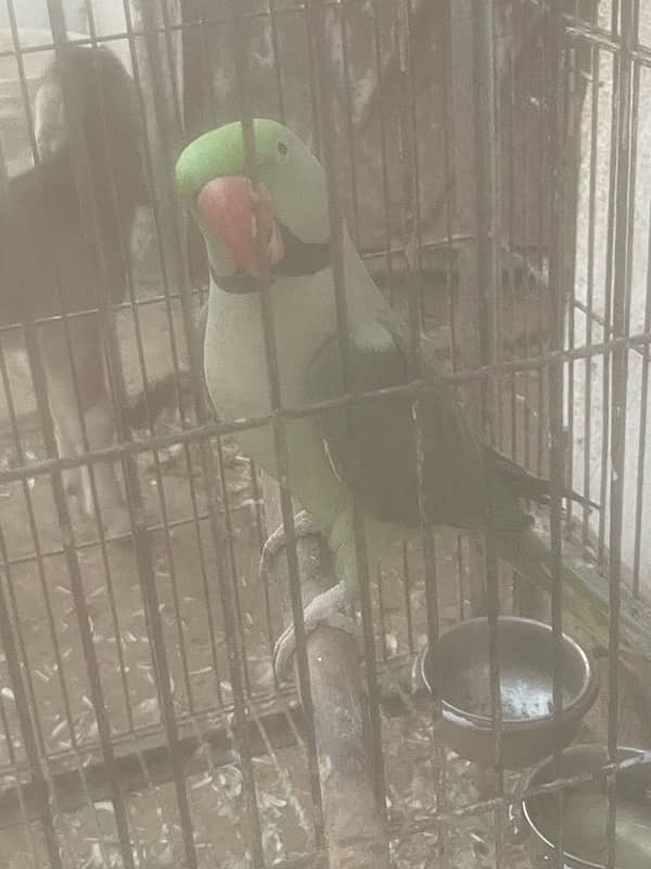 Raw parrots male for sale 1