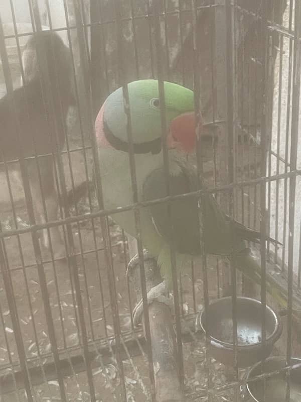 Raw parrots male for sale 2