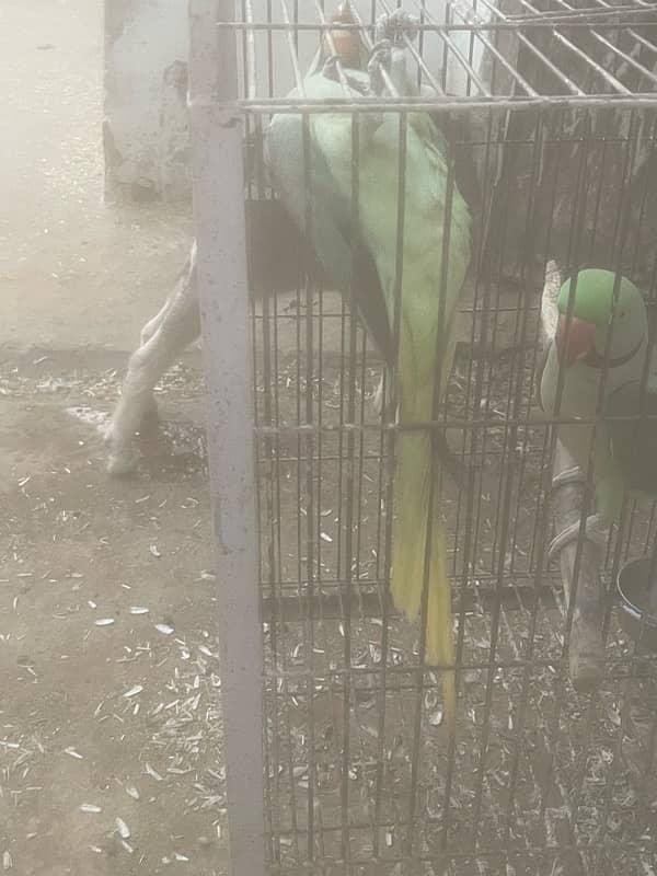 Raw parrots male for sale 3