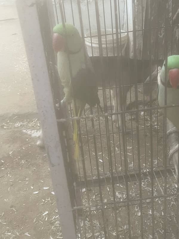 Raw parrots male for sale 4