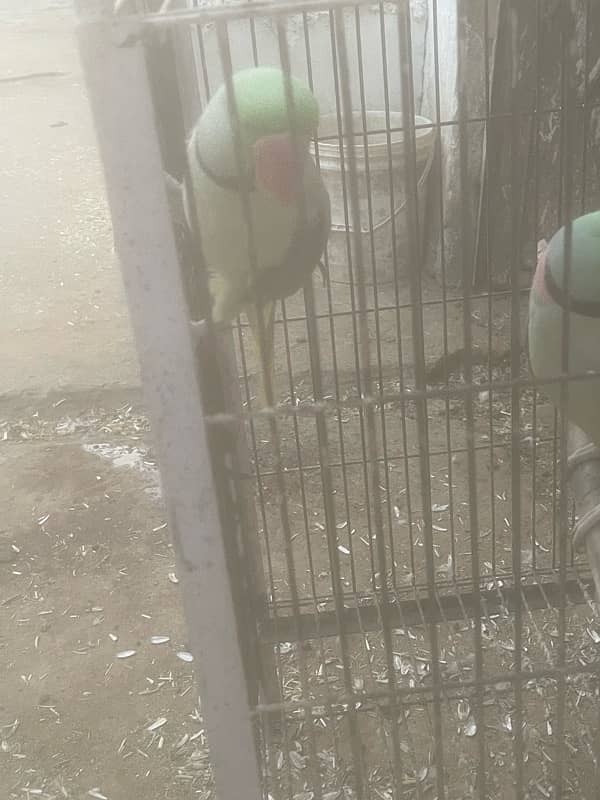 Raw parrots male for sale 5