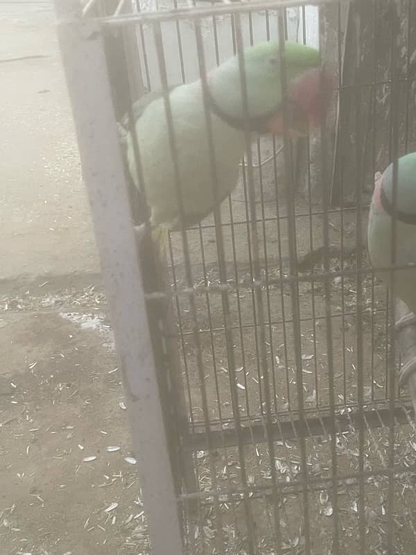 Raw parrots male for sale 6