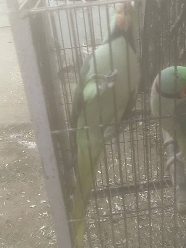 Raw parrots male for sale 7