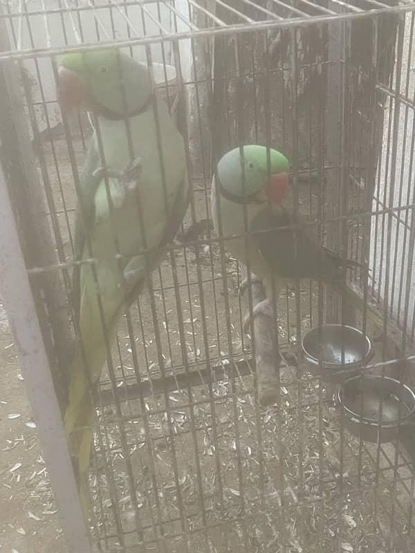 Raw parrots male for sale 8