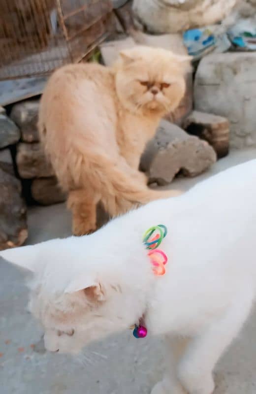 5 Face Persian Cattery 0