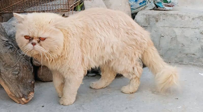 5 Face Persian Cattery 1