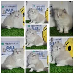 Ragdoll kitten |Triple coated kitten |Eyes color blue/