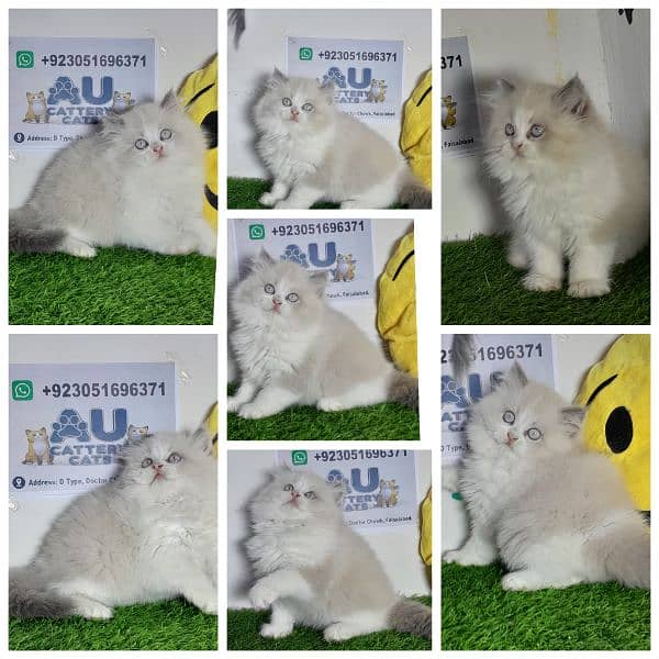 Ragdoll kitten |Triple coated kitten |Eyes color blue/ 0