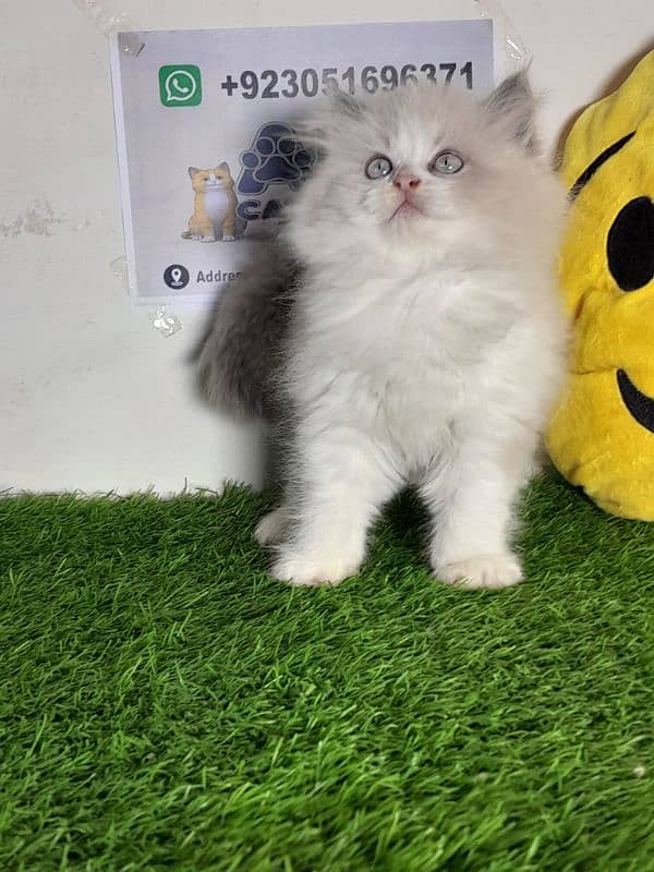 Ragdoll kitten |Triple coated kitten |Eyes color blue/ 3