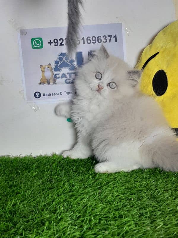 Ragdoll kitten |Triple coated kitten |Eyes color blue/ 4