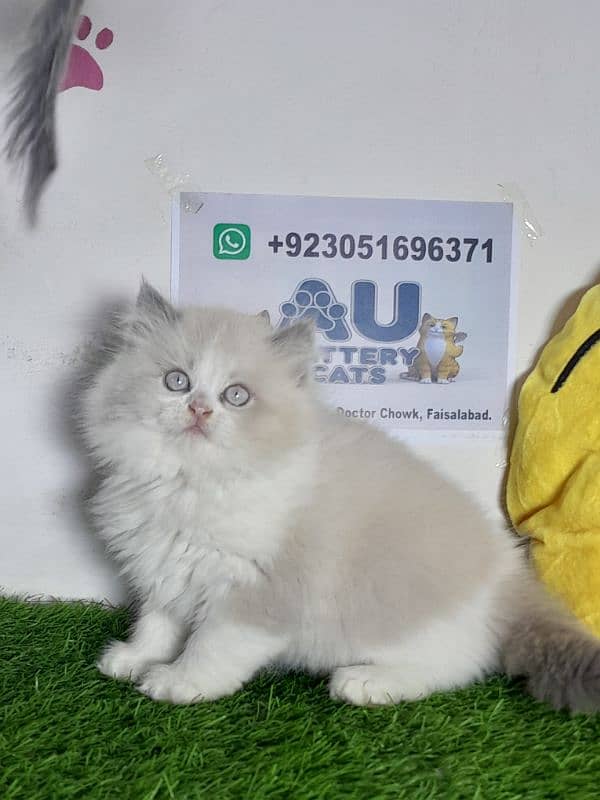 Ragdoll kitten |Triple coated kitten |Eyes color blue/ 6